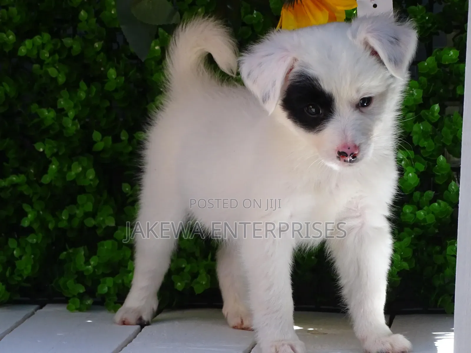 1-3 months Male Purebred Havanese