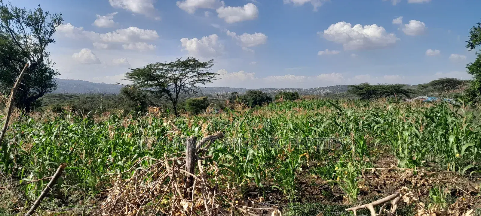 Quarter of an Acre at 3.5m