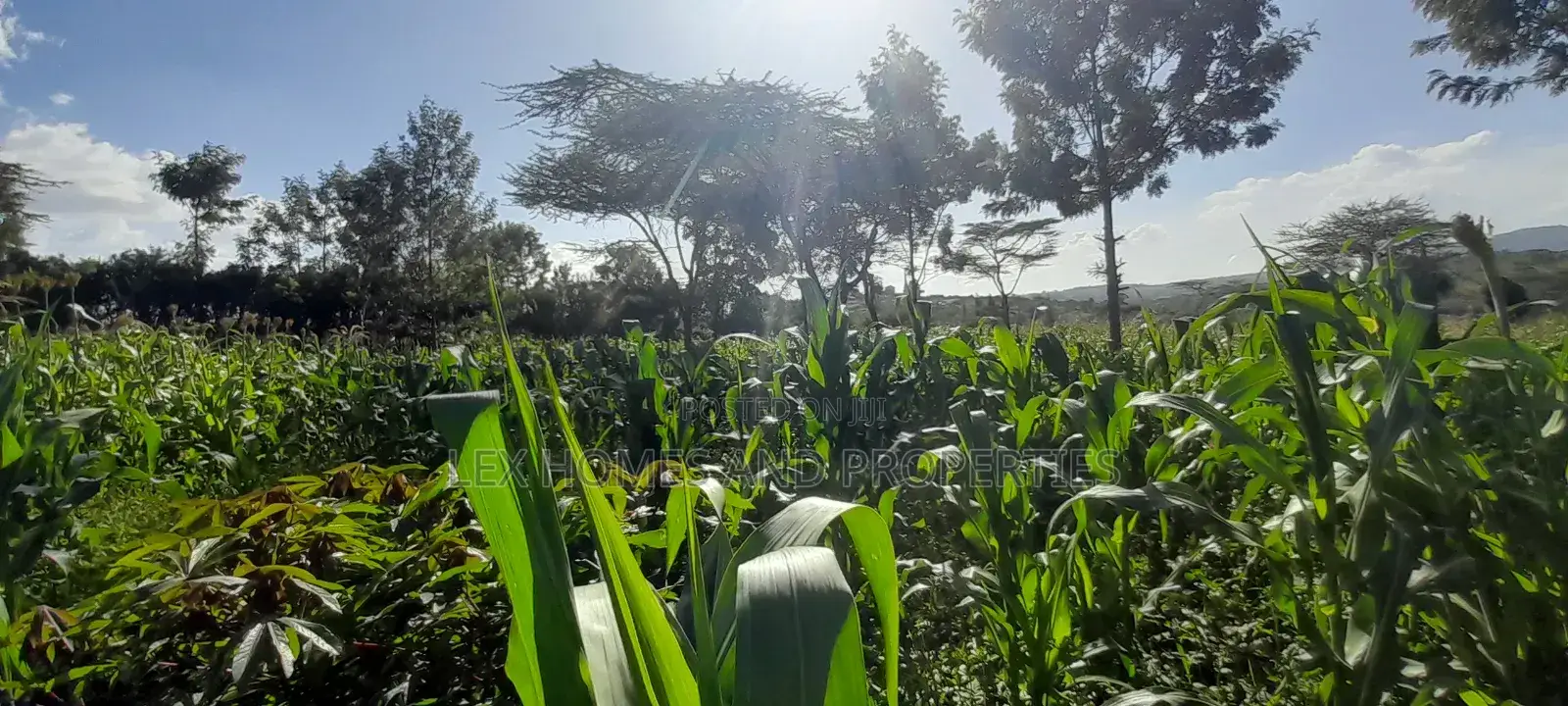 Quarter of an Acre at 3.5m