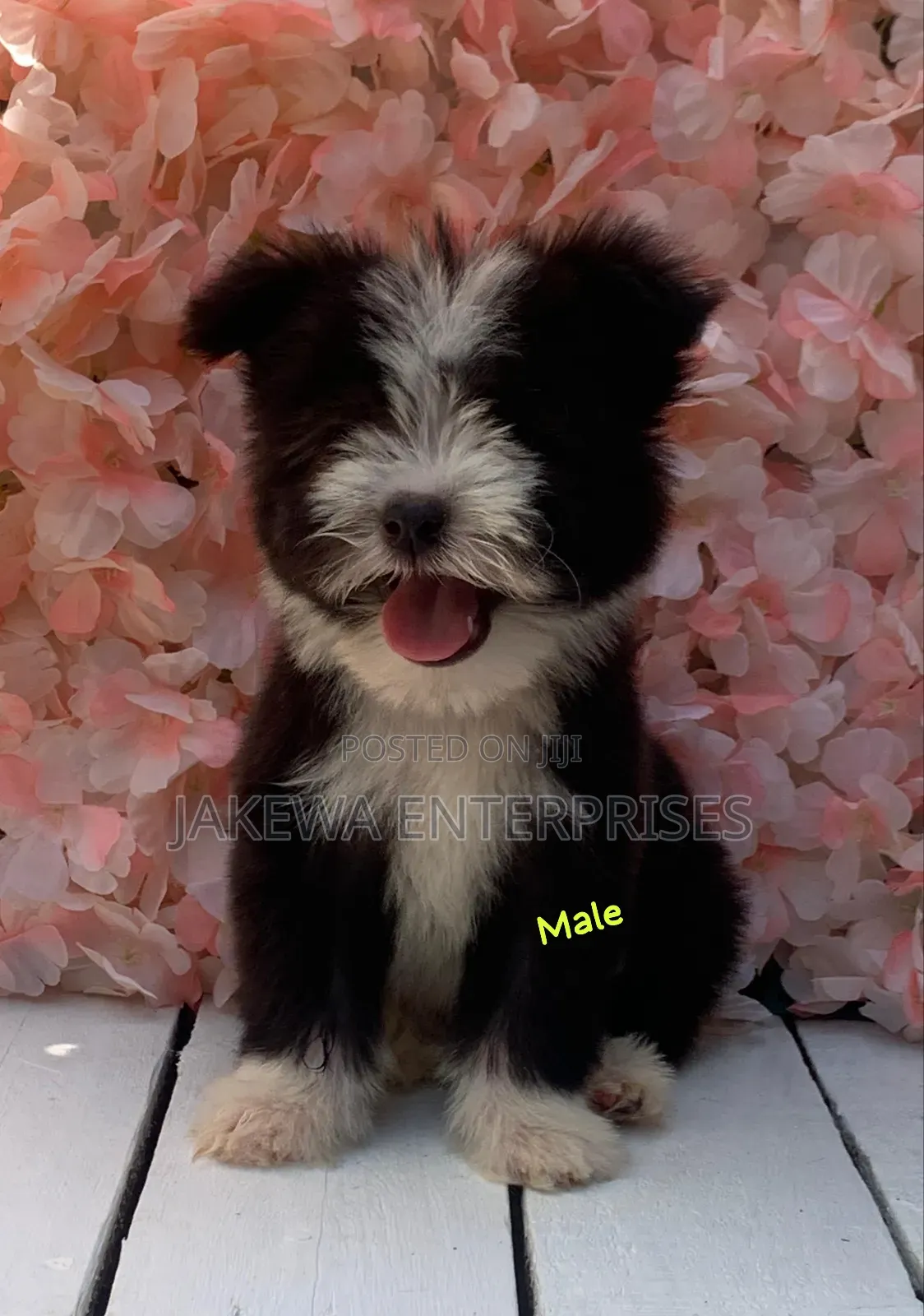 1-3 months Male Purebred Havanese