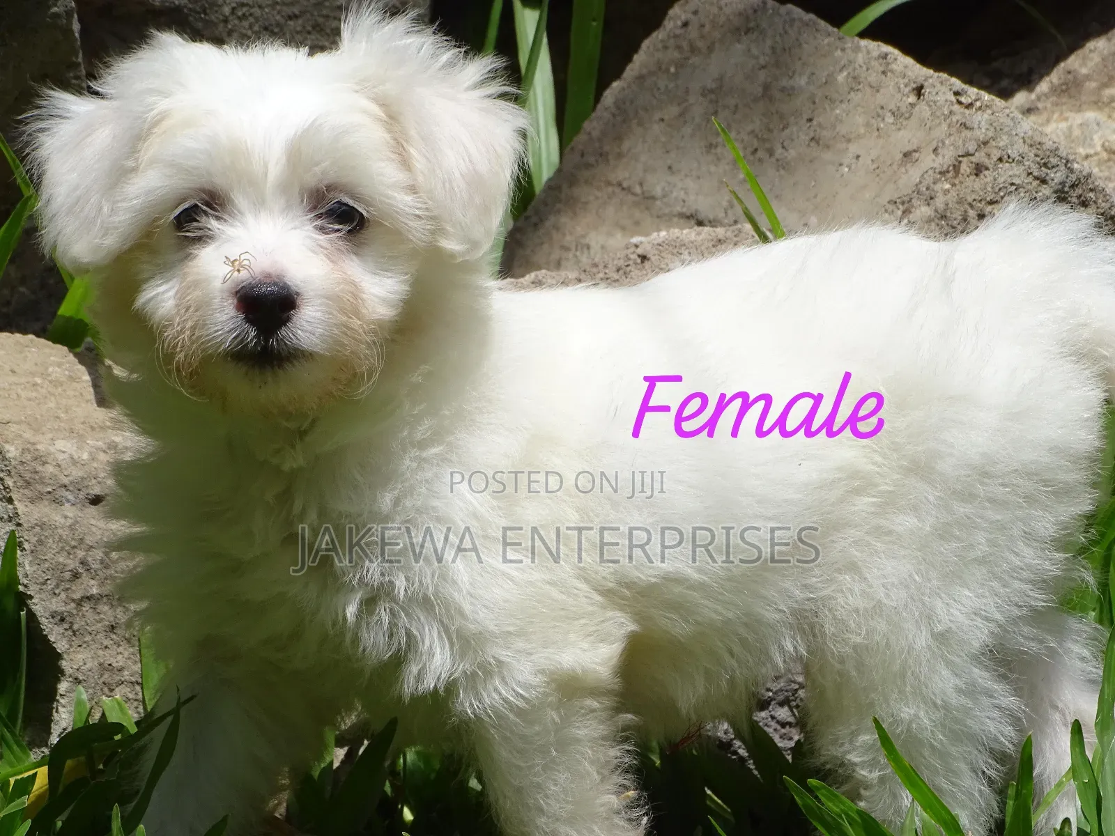 1-3 months Female Purebred Havanese