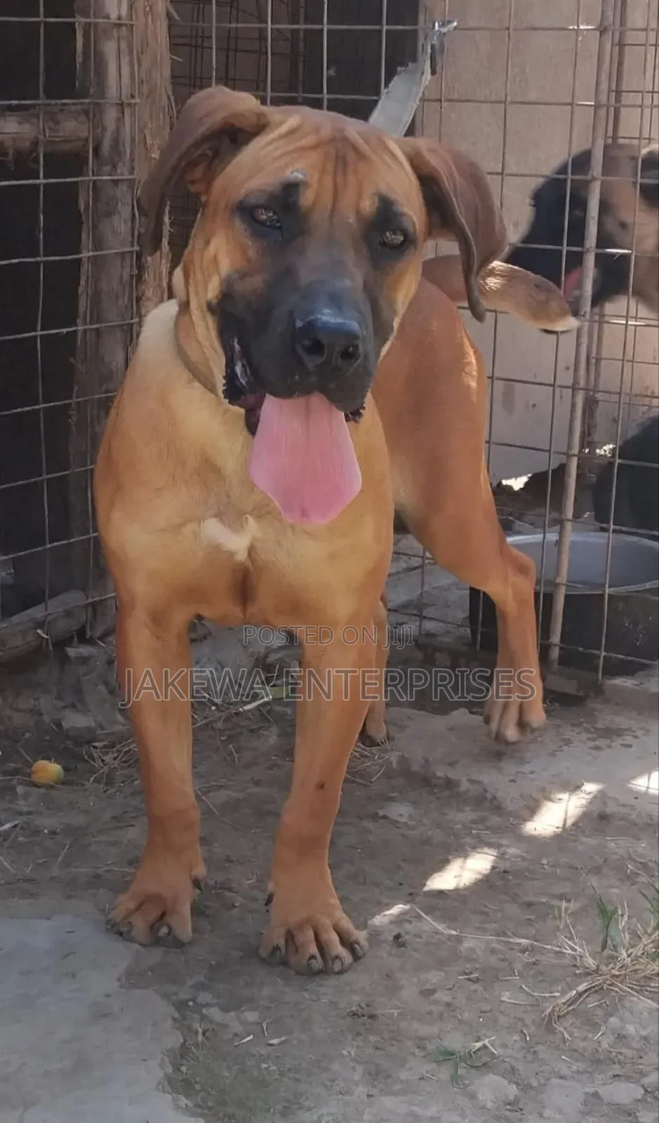 1+ year Female Purebred Boerboel