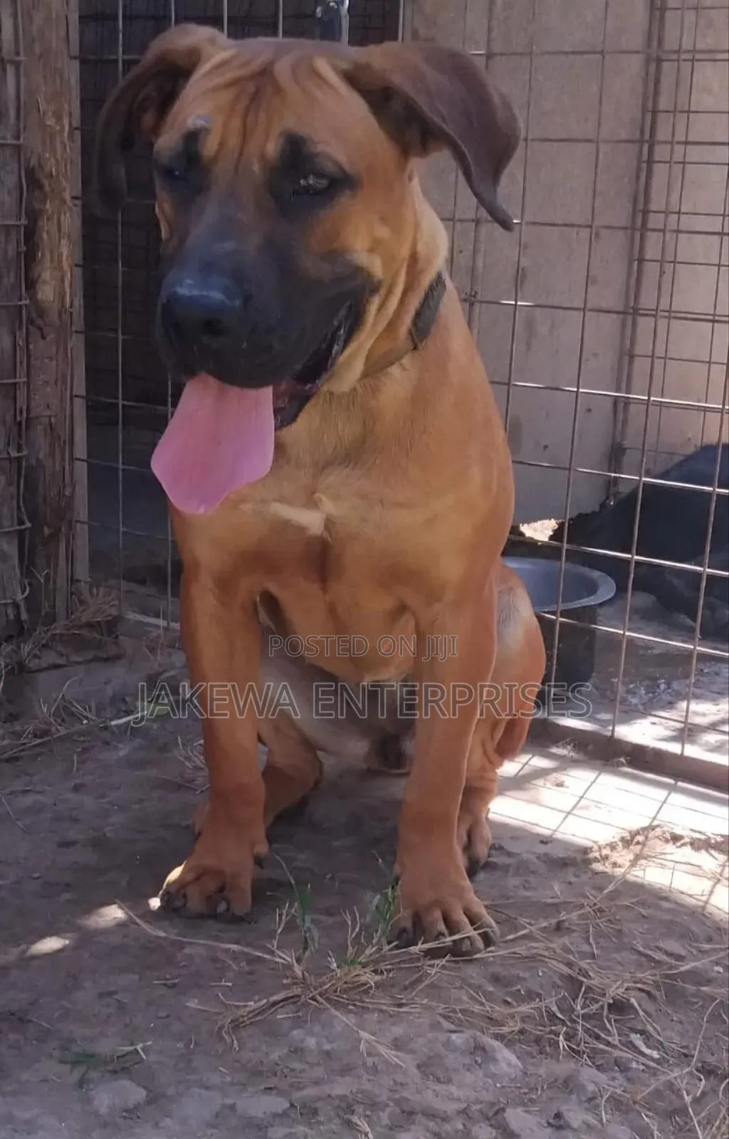 1+ year Female Purebred Boerboel