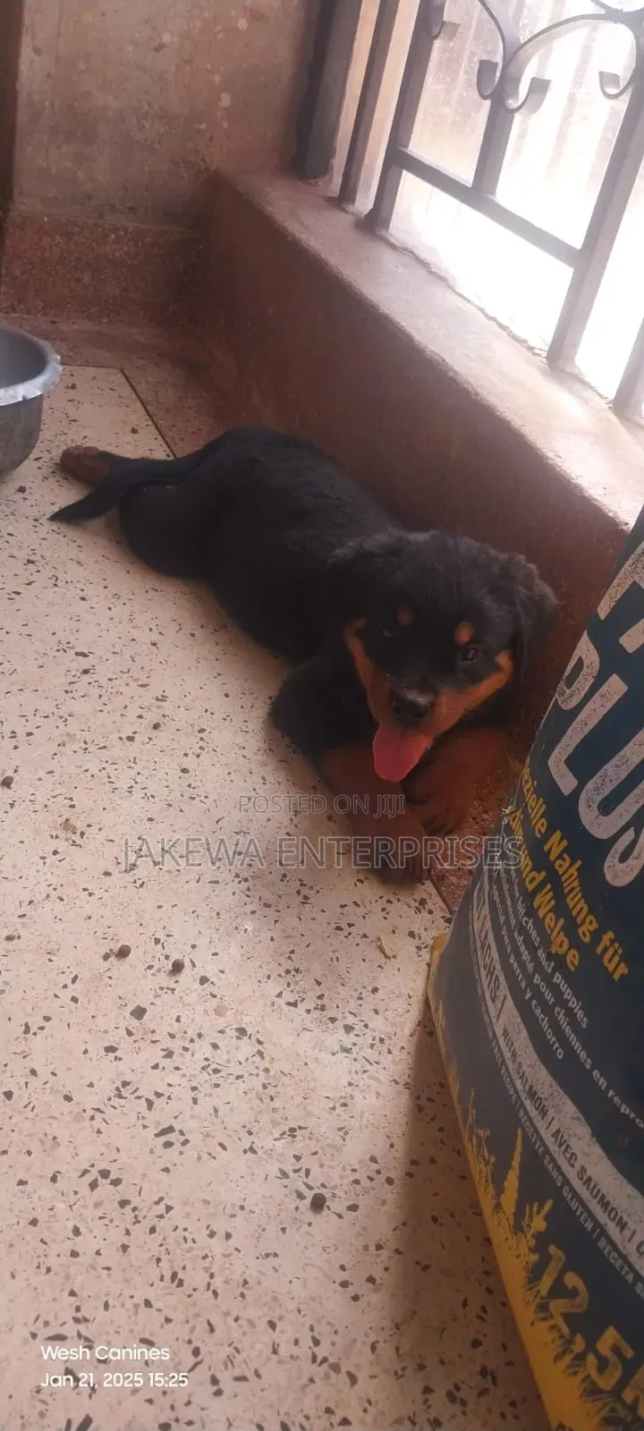 1-3 months Female Purebred Rottweiler