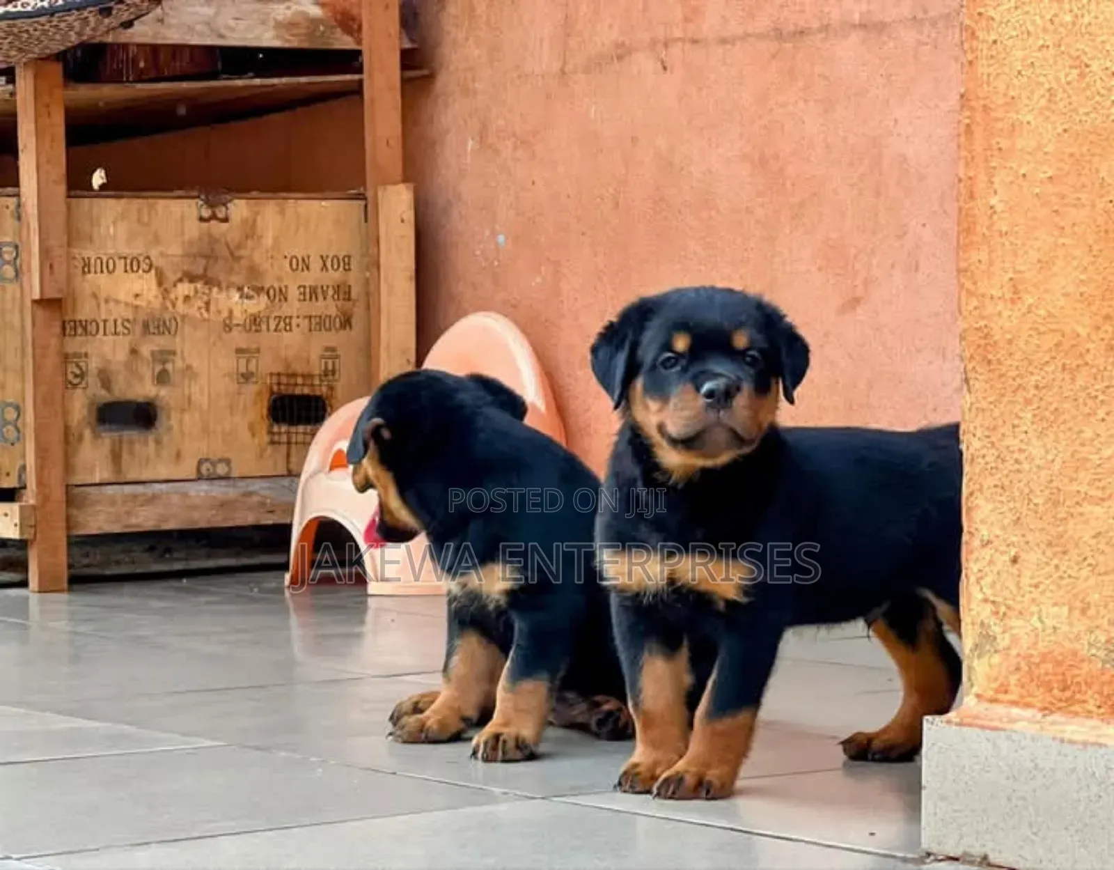 1-3 months Male Purebred Rottweiler