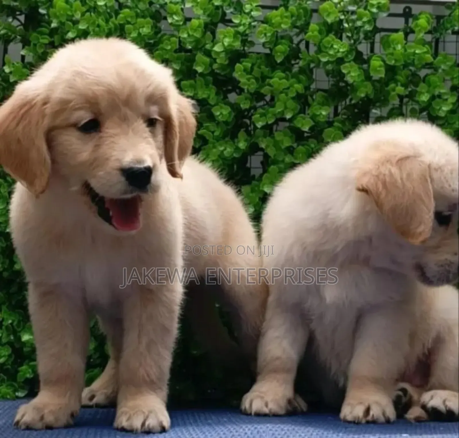 1-3 months Male Purebred Golden Retriever