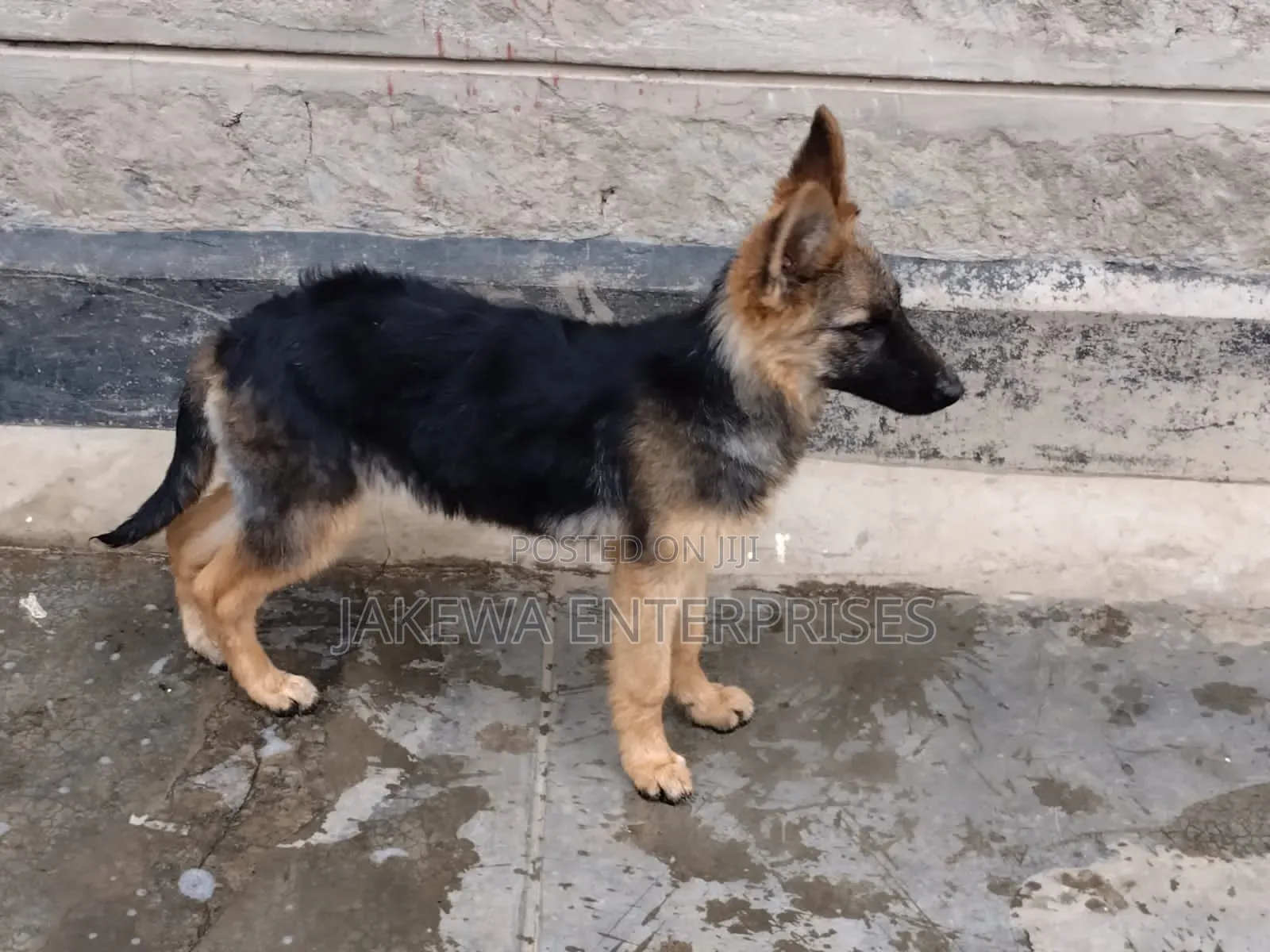 1-3 months Male Purebred German Shepherd