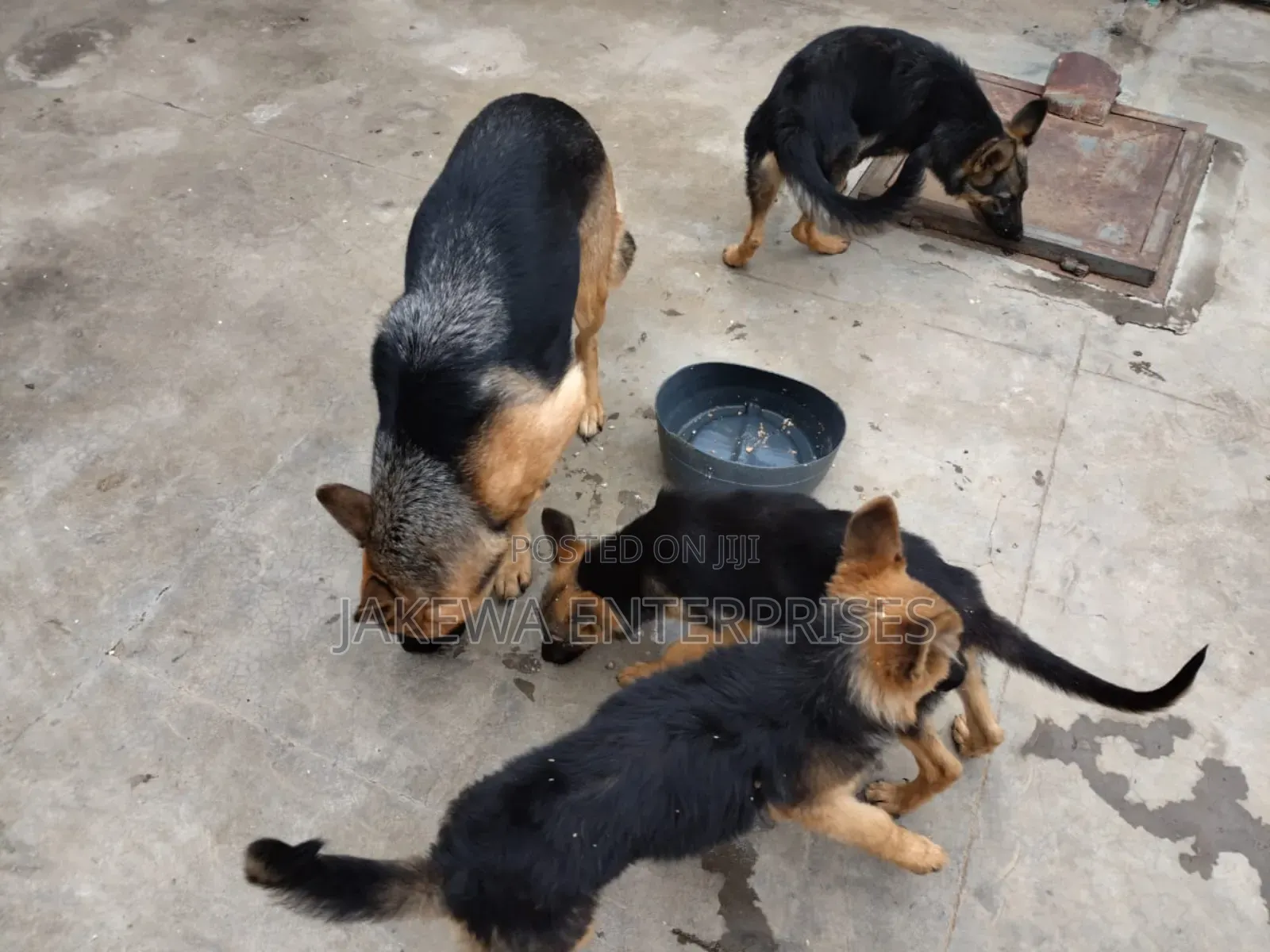 1-3 months Female Purebred German Shepherd