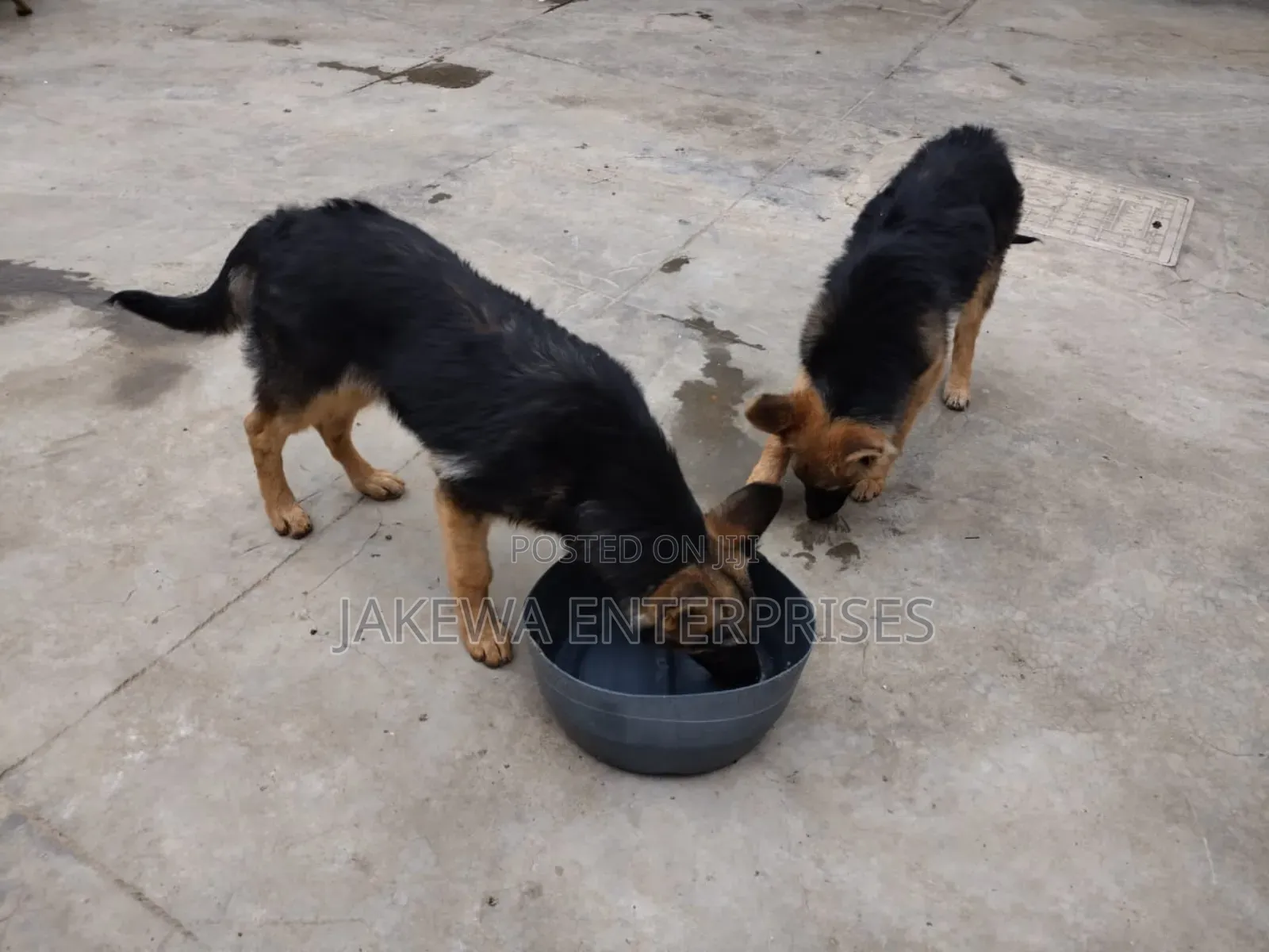 1-3 months Female Purebred German Shepherd