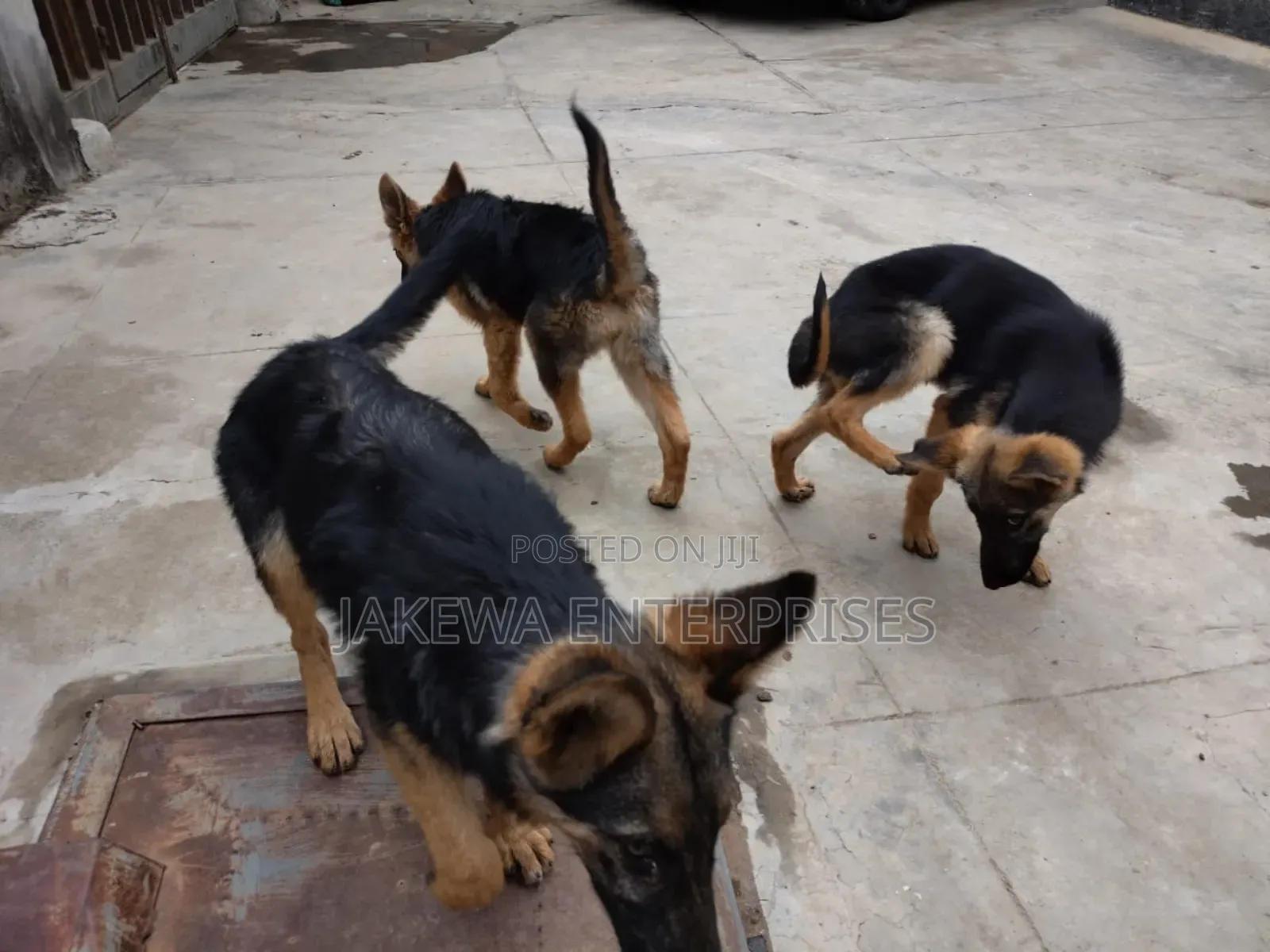 1-3 months Female Purebred German Shepherd