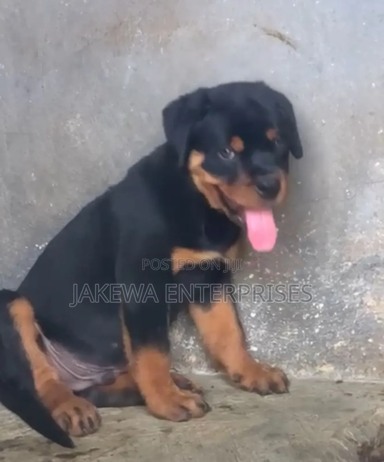 1-3 months Male Purebred Rottweiler