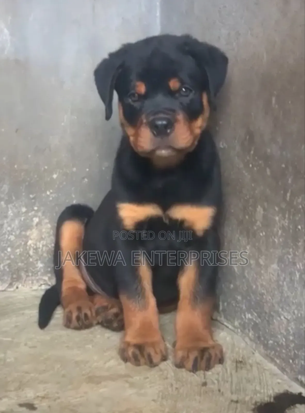 1-3 months Male Purebred Rottweiler