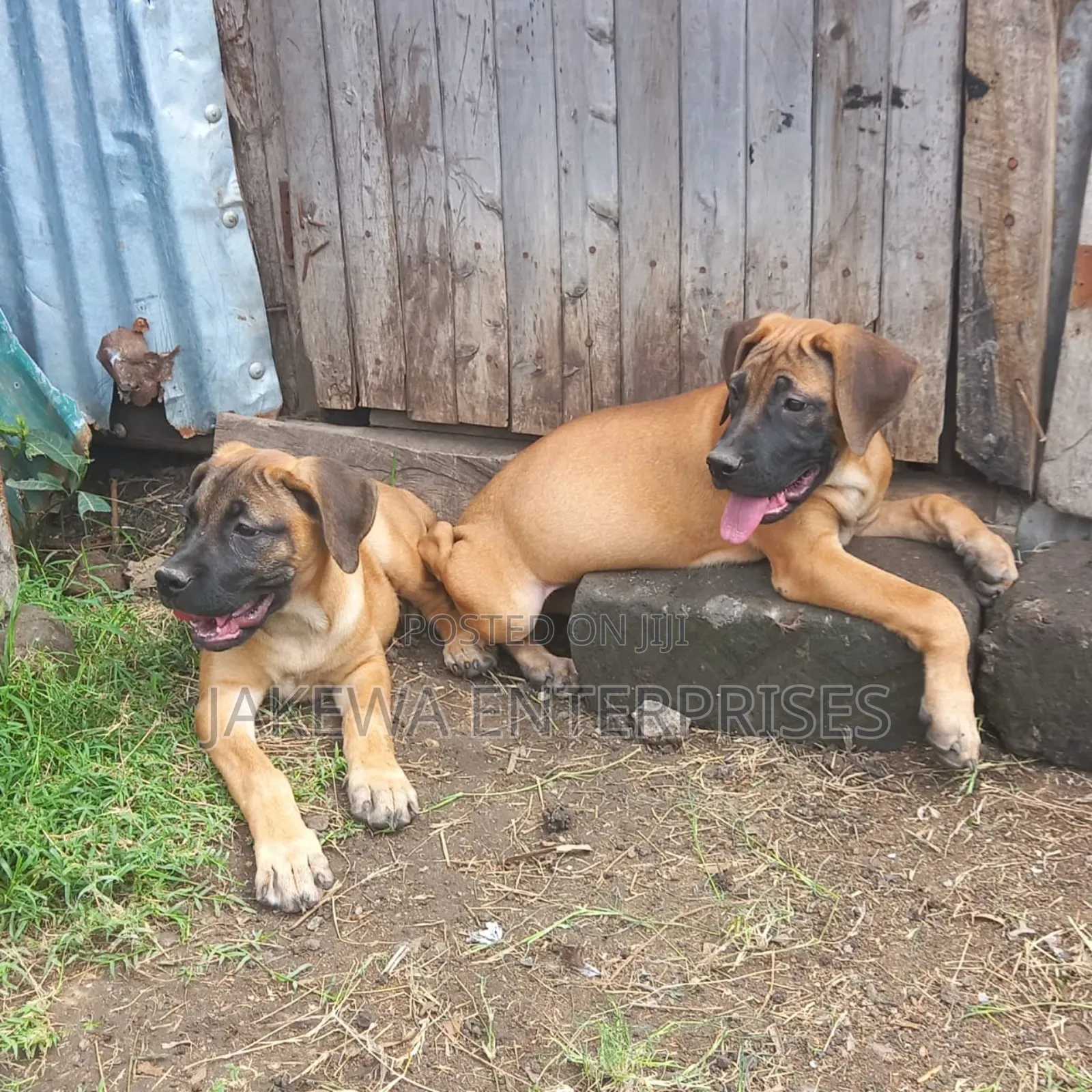 1-3 months Female Purebred Boerboel