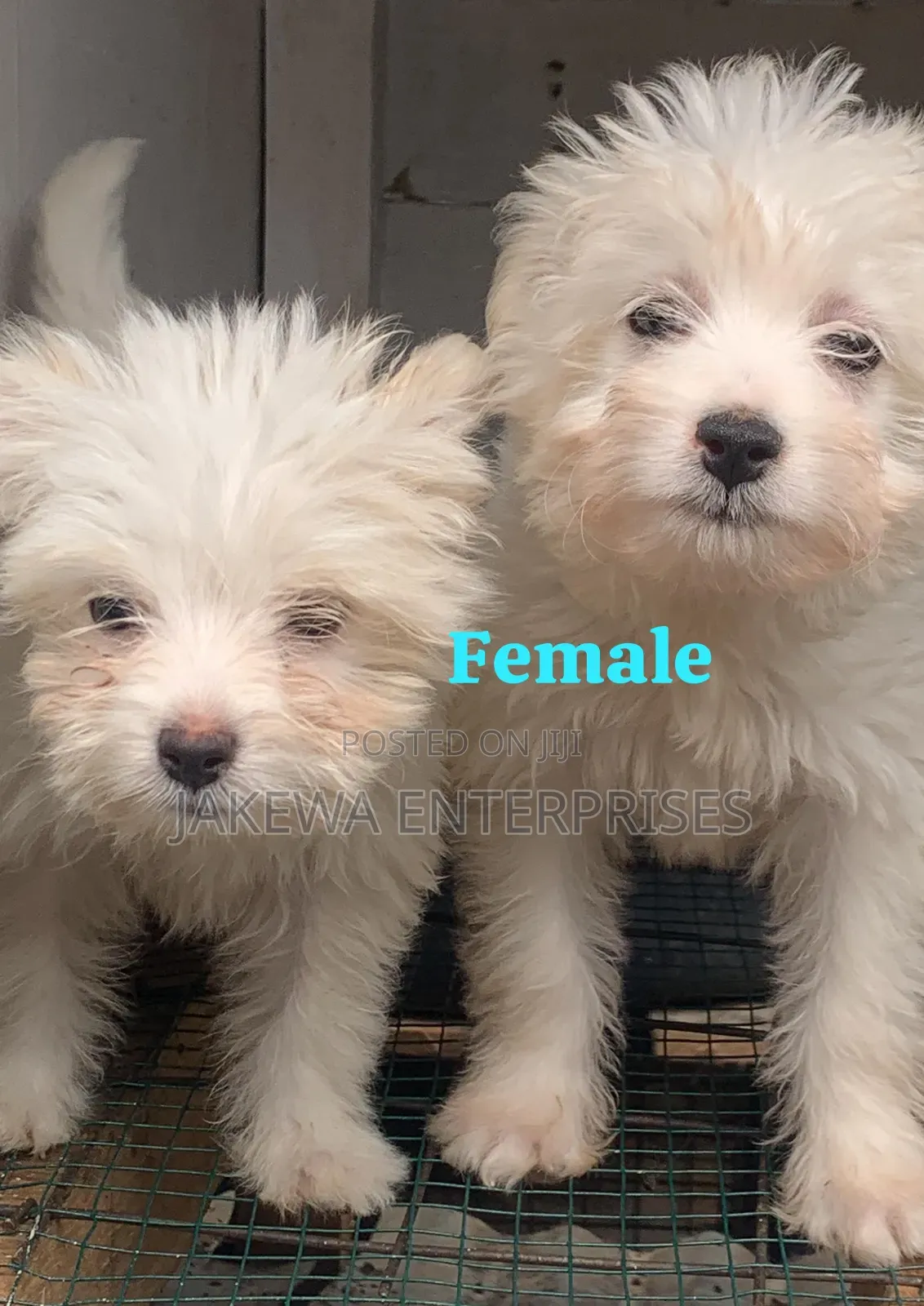1-3 months Female Purebred Havanese