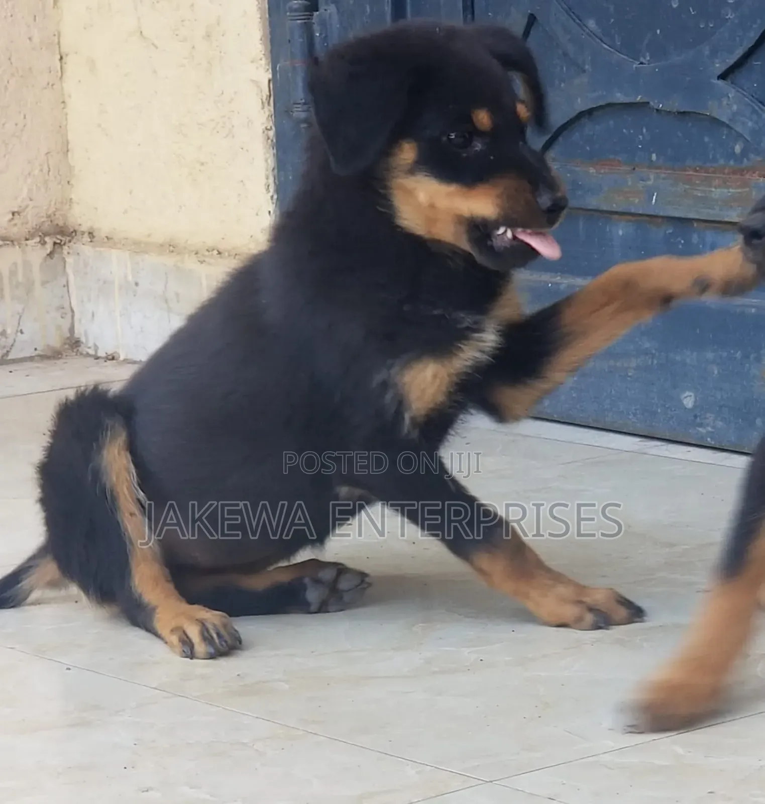 1-3 months Female Purebred Rottweiler