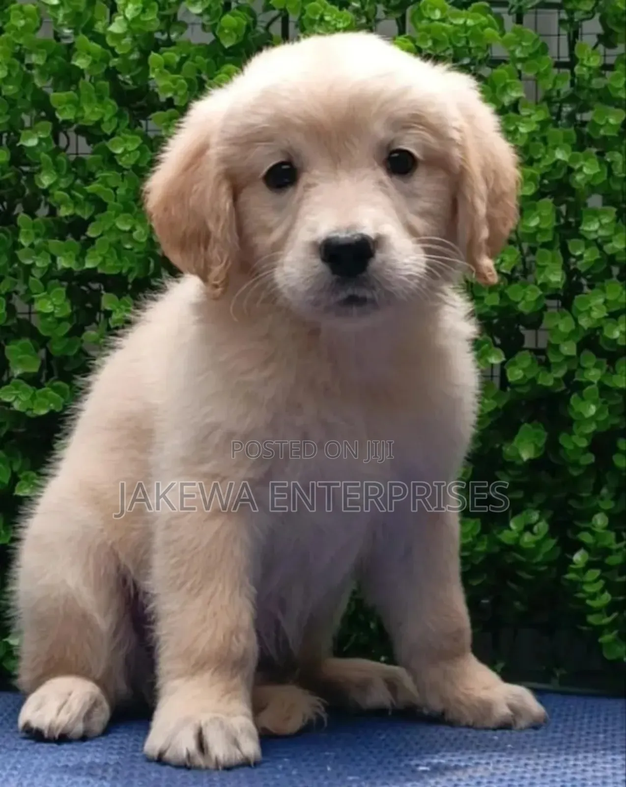 1-3 months Male Purebred Golden Retriever