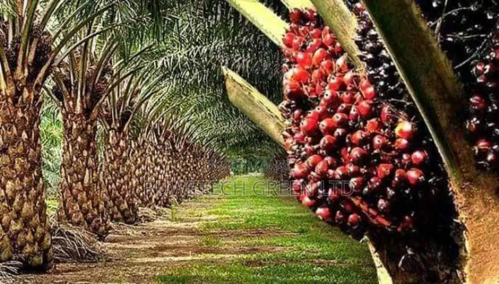 Palm Oil Tree Seedlings