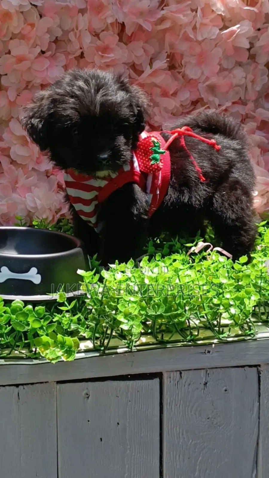 1-3 months Male Purebred Havanese