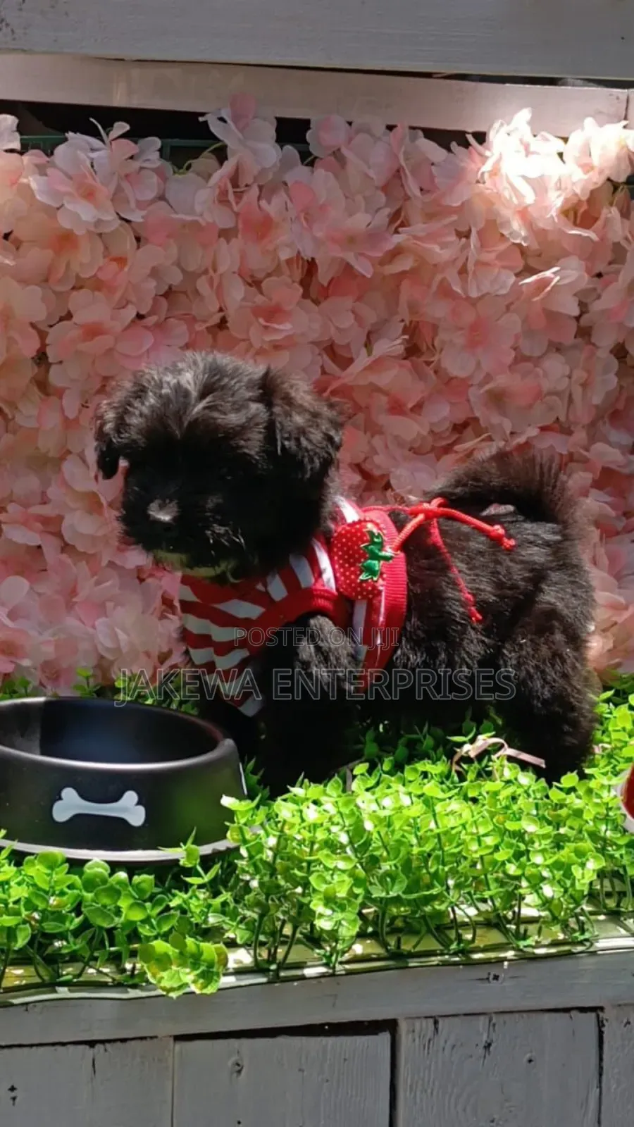 1-3 months Female Purebred Havanese