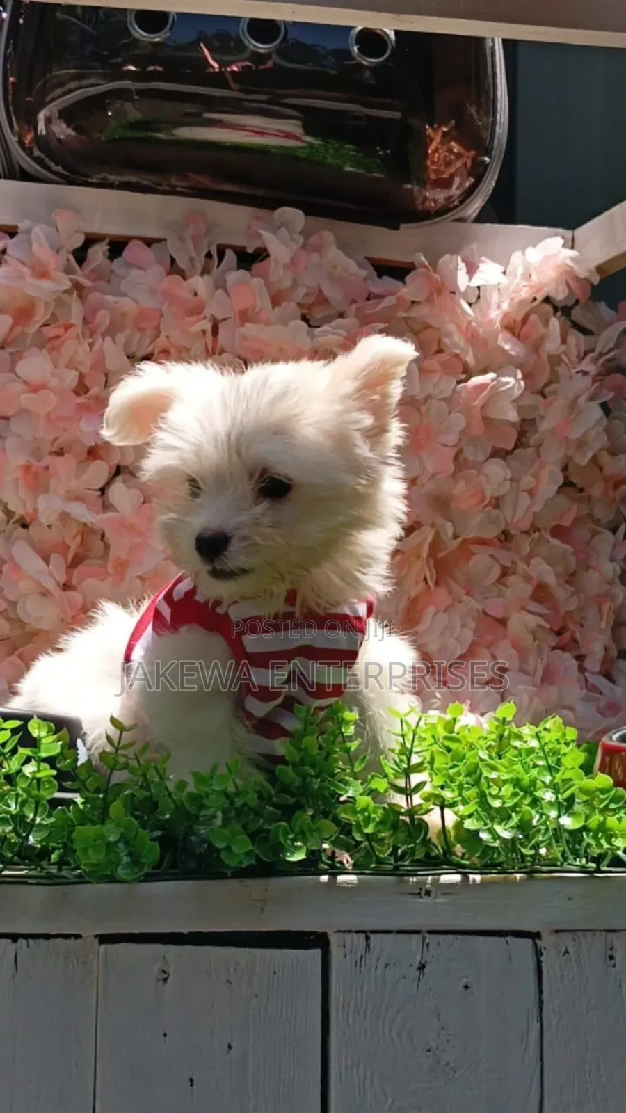 1-3 months Female Purebred Havanese