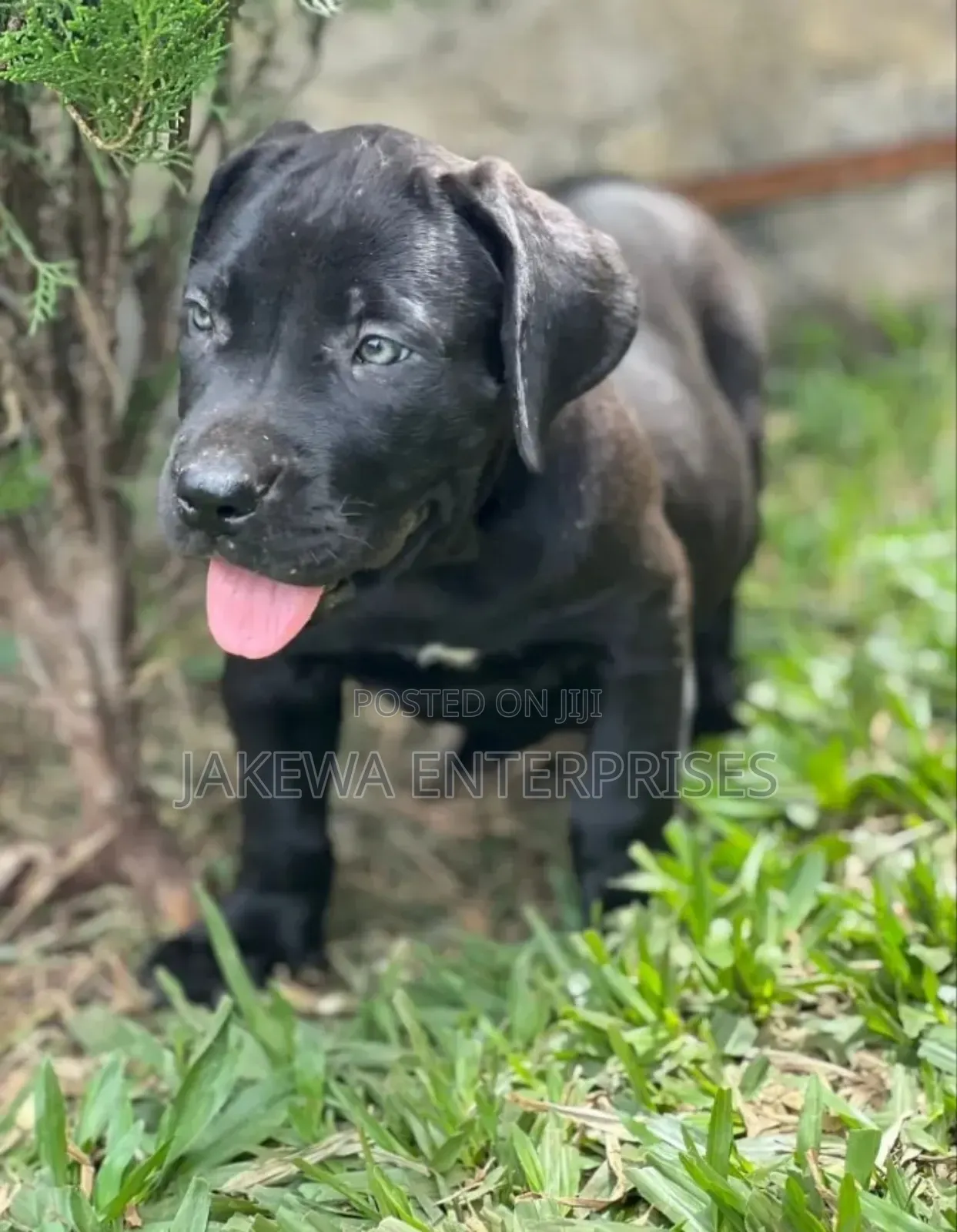 1-3 months Male Purebred Boerboel