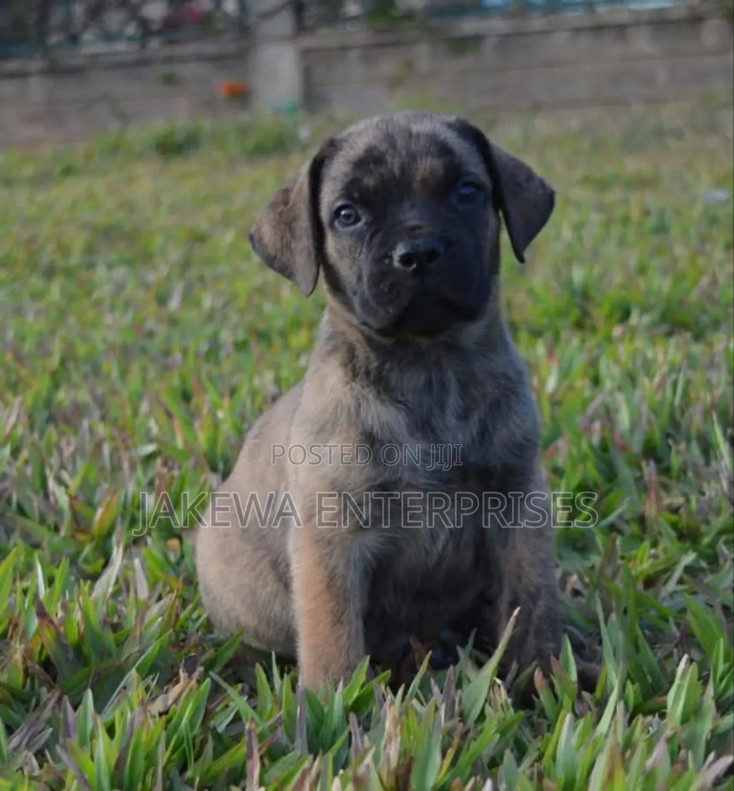 1-3 months Male Purebred Boerboel