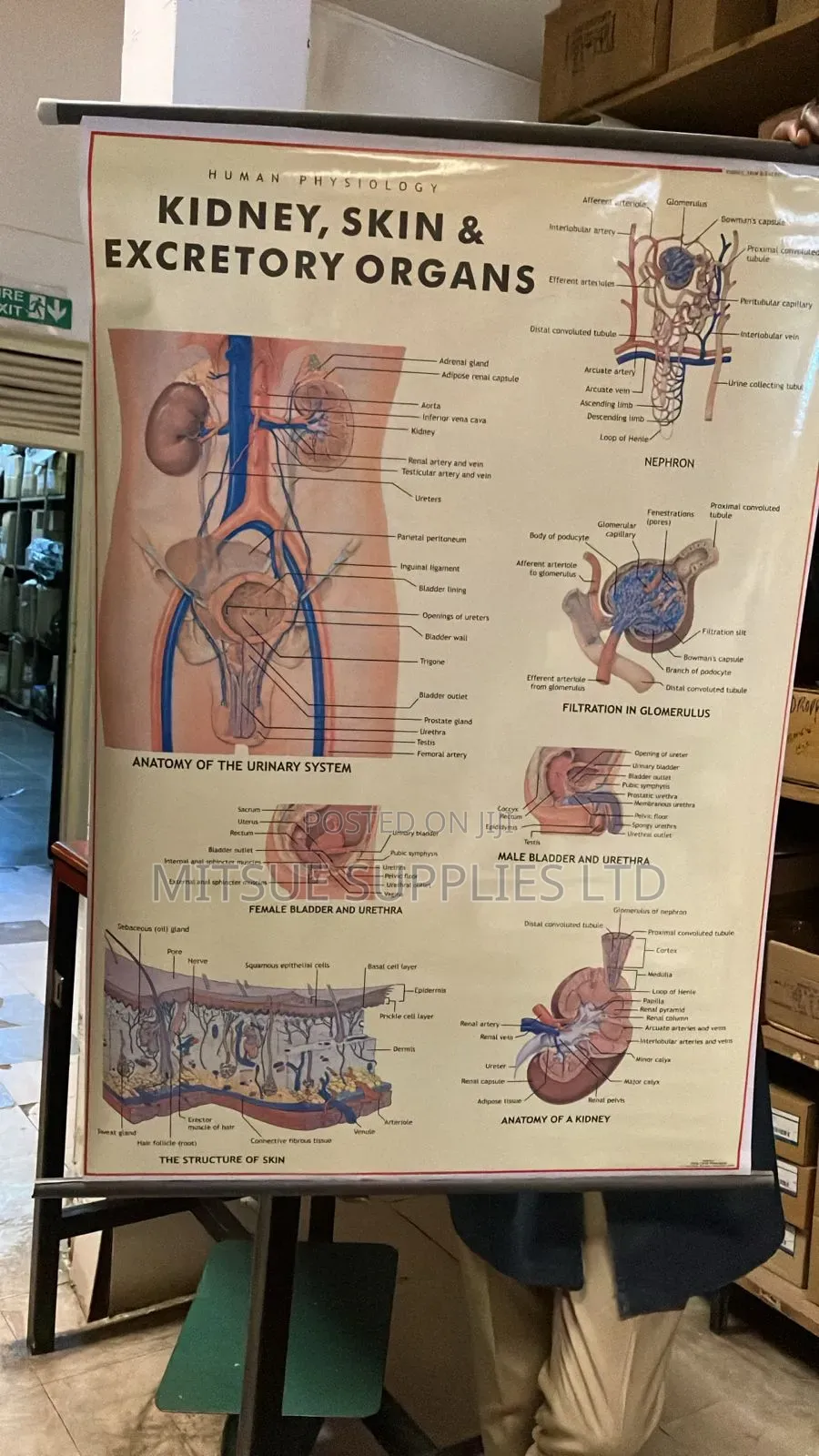 Chart Human Excretory, Skin Kidney for Education