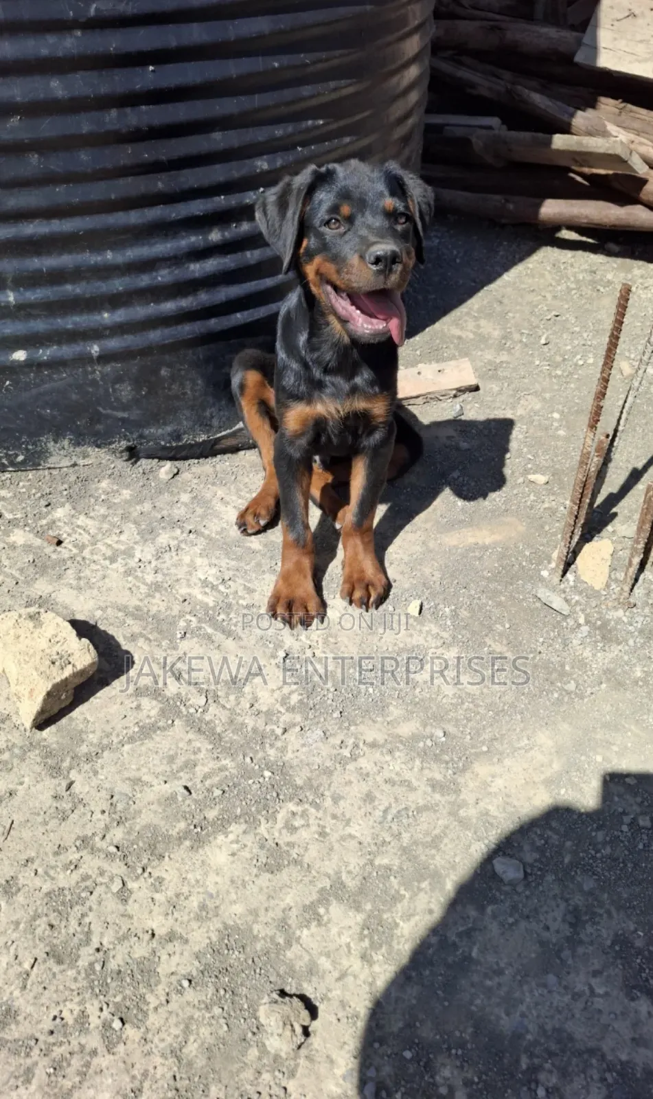 3-6 months Male Purebred Rottweiler