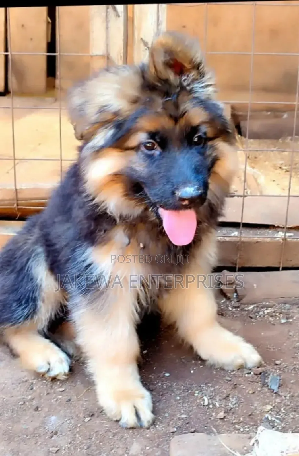 1-3 months Male Purebred German Shepherd