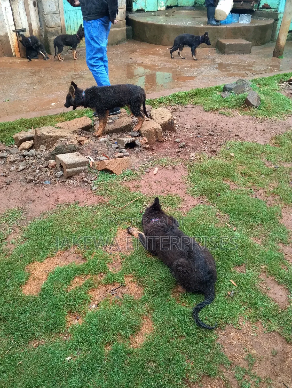 1-3 months Male Purebred German Shepherd