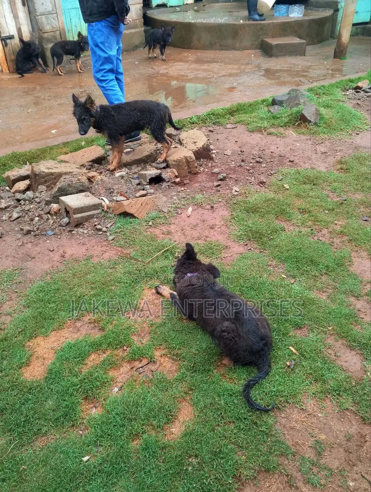1-3 months Male Purebred German Shepherd