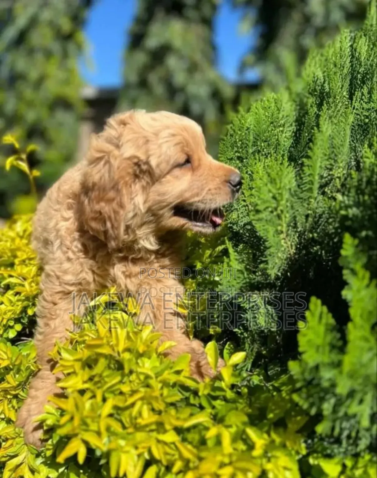 1-3 months Male Purebred Golden Retriever