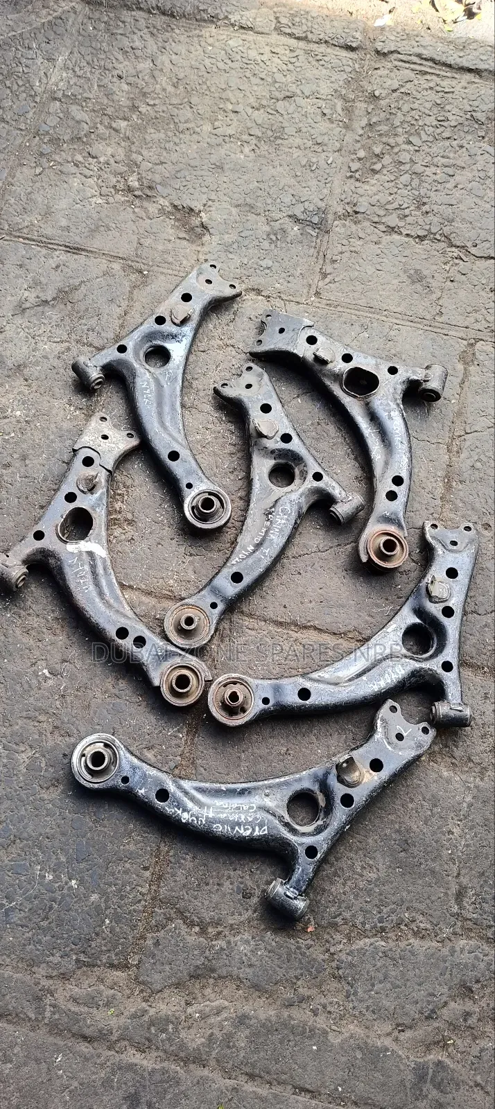 Arms Carina Ti,Caldina,Premio Nyoka.