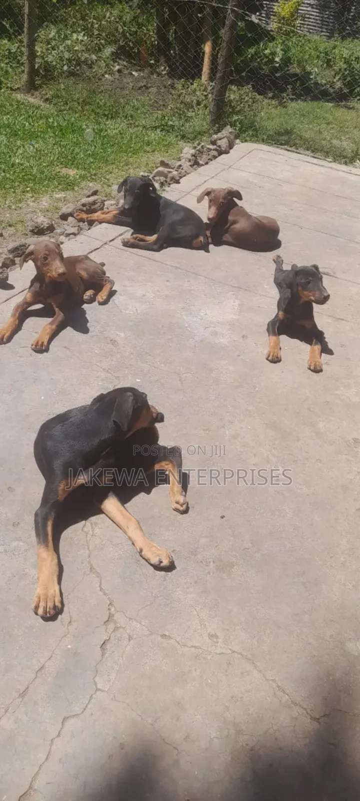 3-6 months Male Purebred Doberman Pinscher