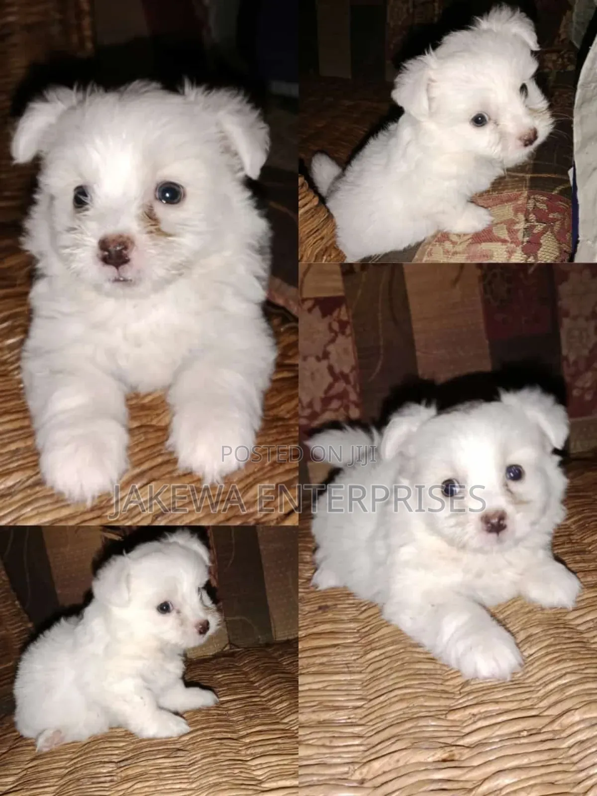 1-3 months Male Purebred Havanese