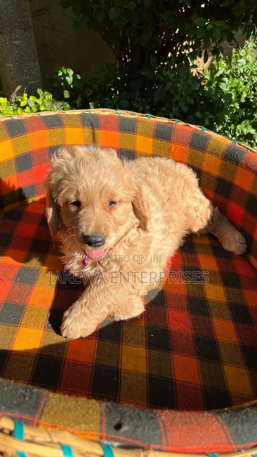 1-3 months Female Purebred Golden Retriever