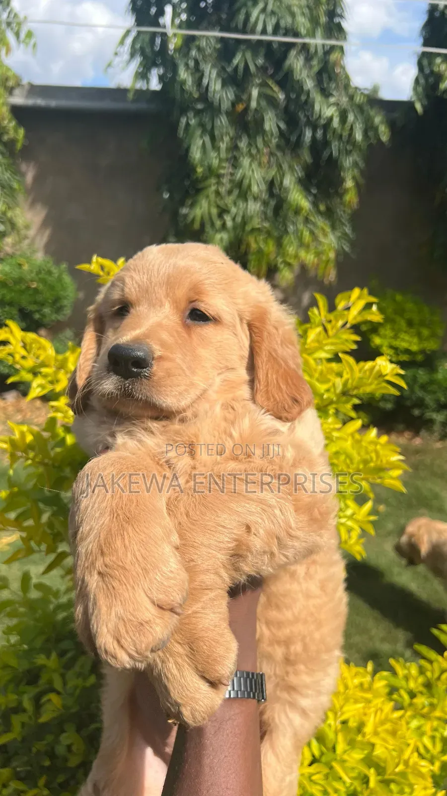 1-3 months Male Purebred Golden Retriever
