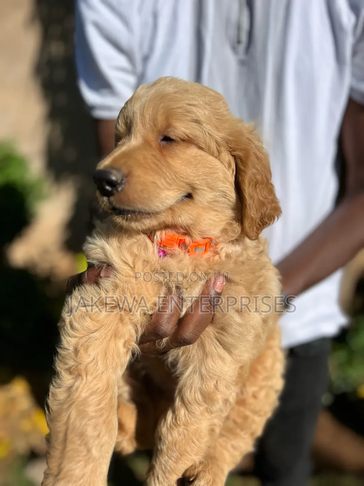 1-3 months Male Purebred Golden Retriever