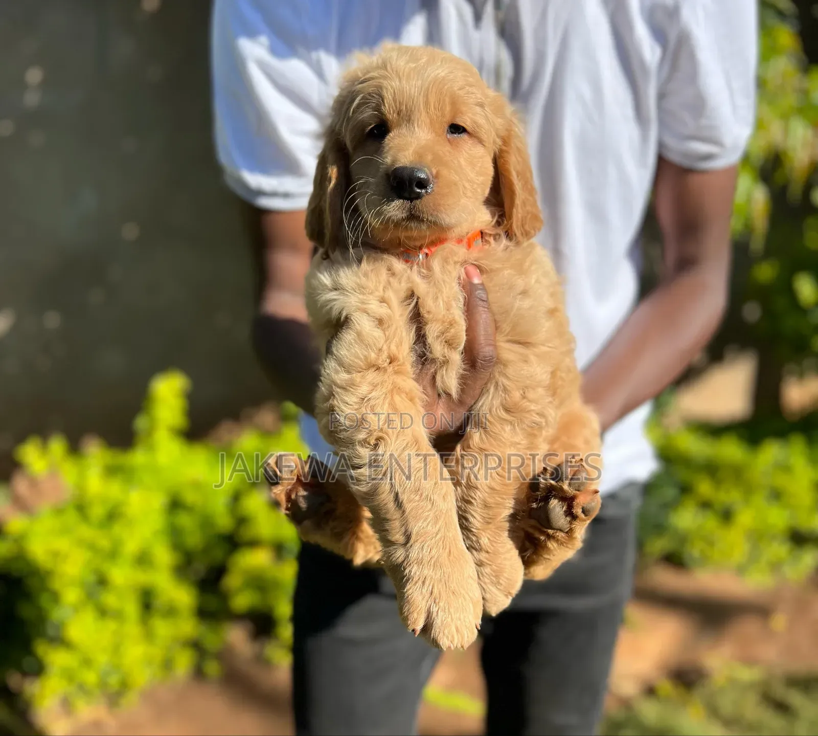 1-3 months Male Purebred Golden Retriever