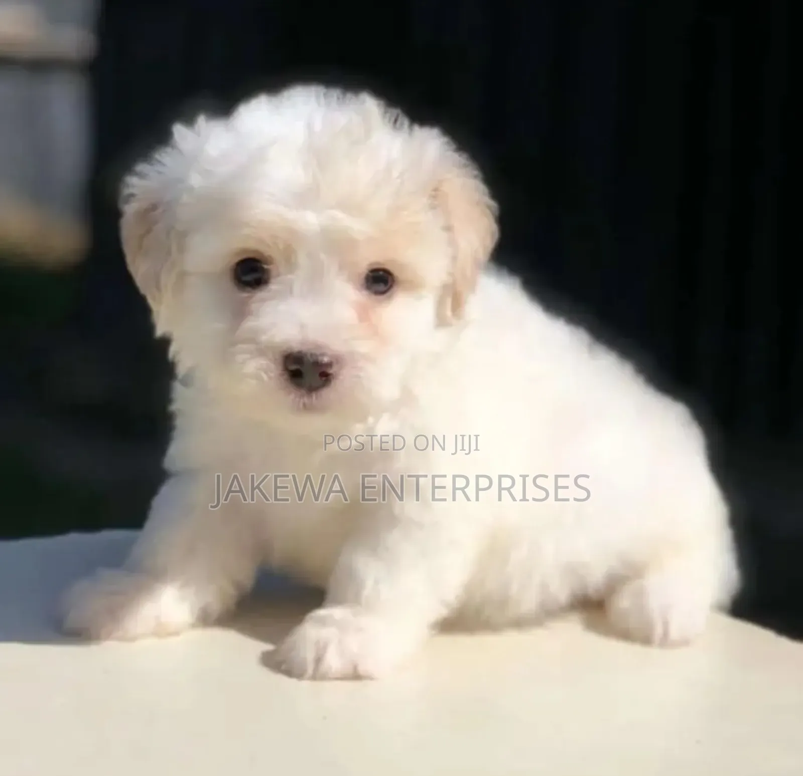1-3 months Male Purebred Havanese
