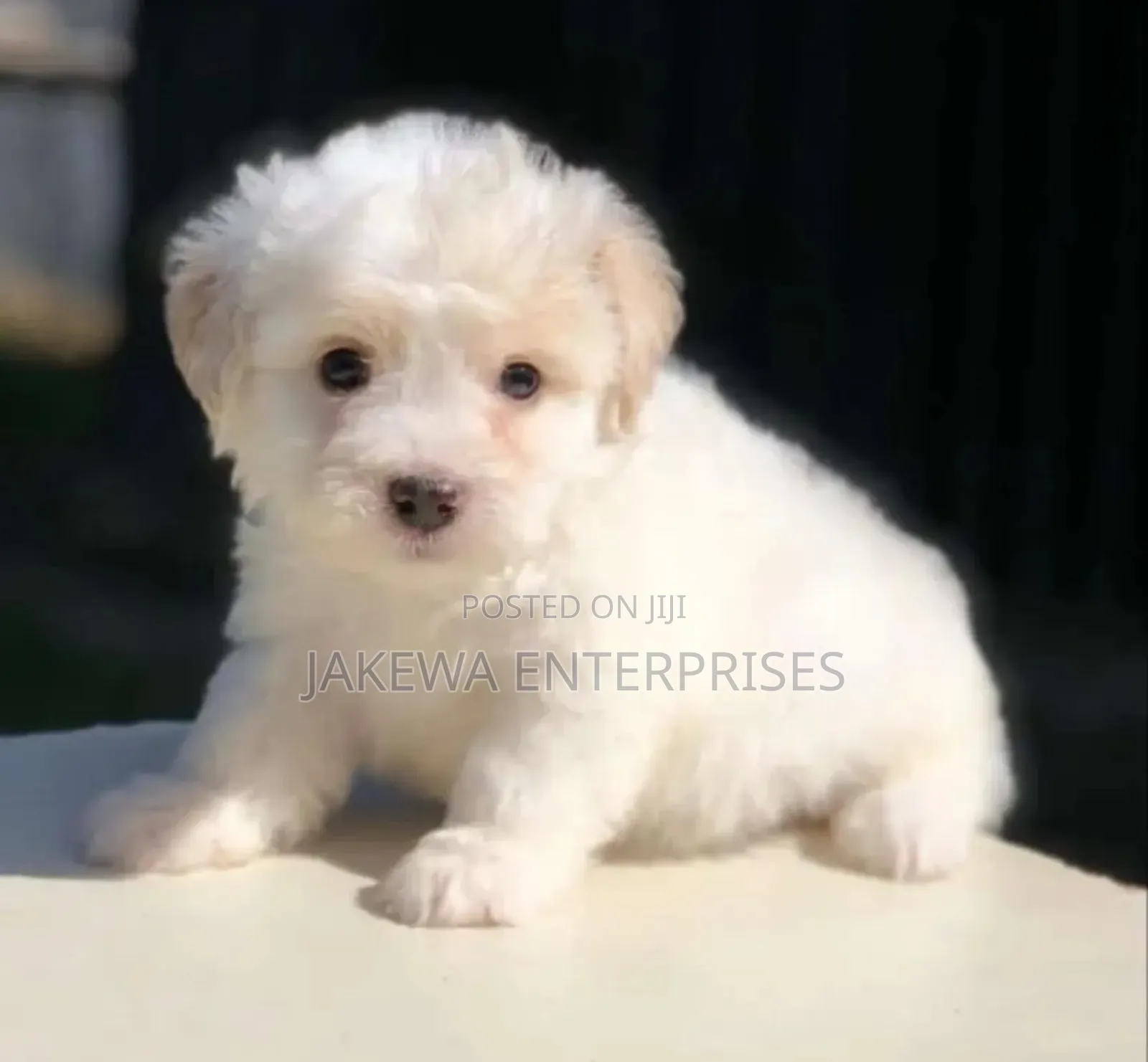 1-3 months Male Purebred Havanese