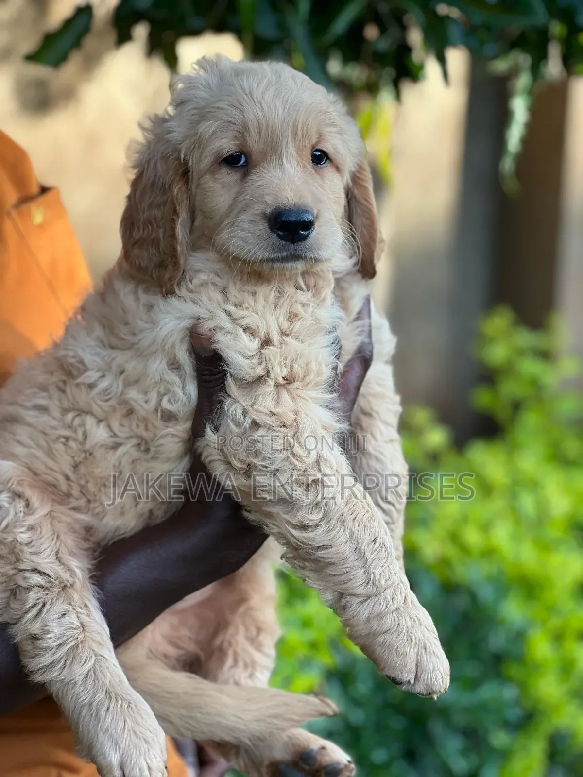1-3 months Male Purebred Golden Retriever