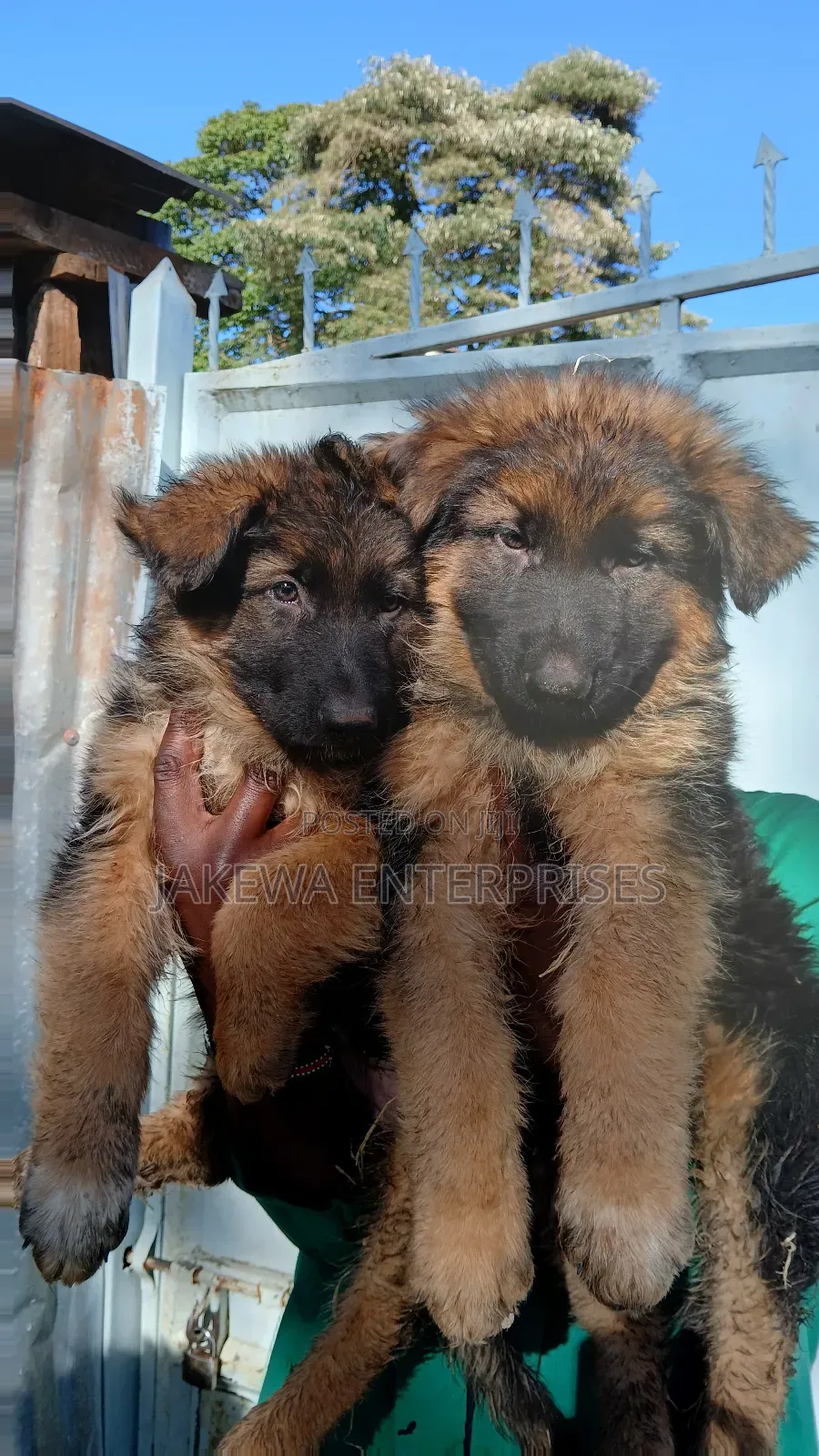1-3 months Male Purebred German Shepherd