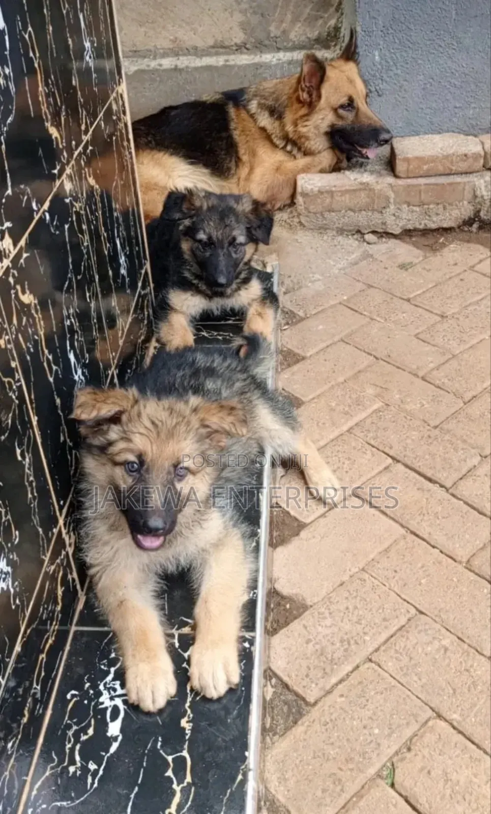 1-3 months Male Purebred German Shepherd