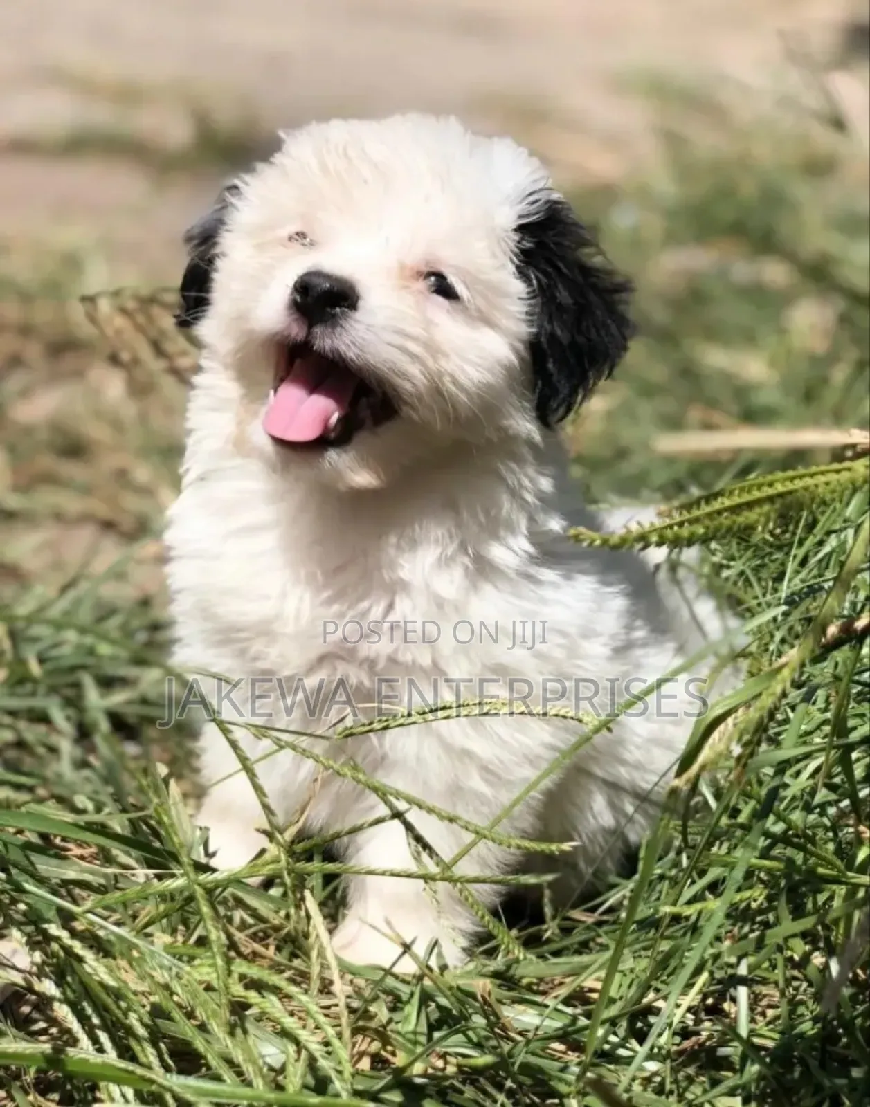 1-3 months Male Purebred Havanese