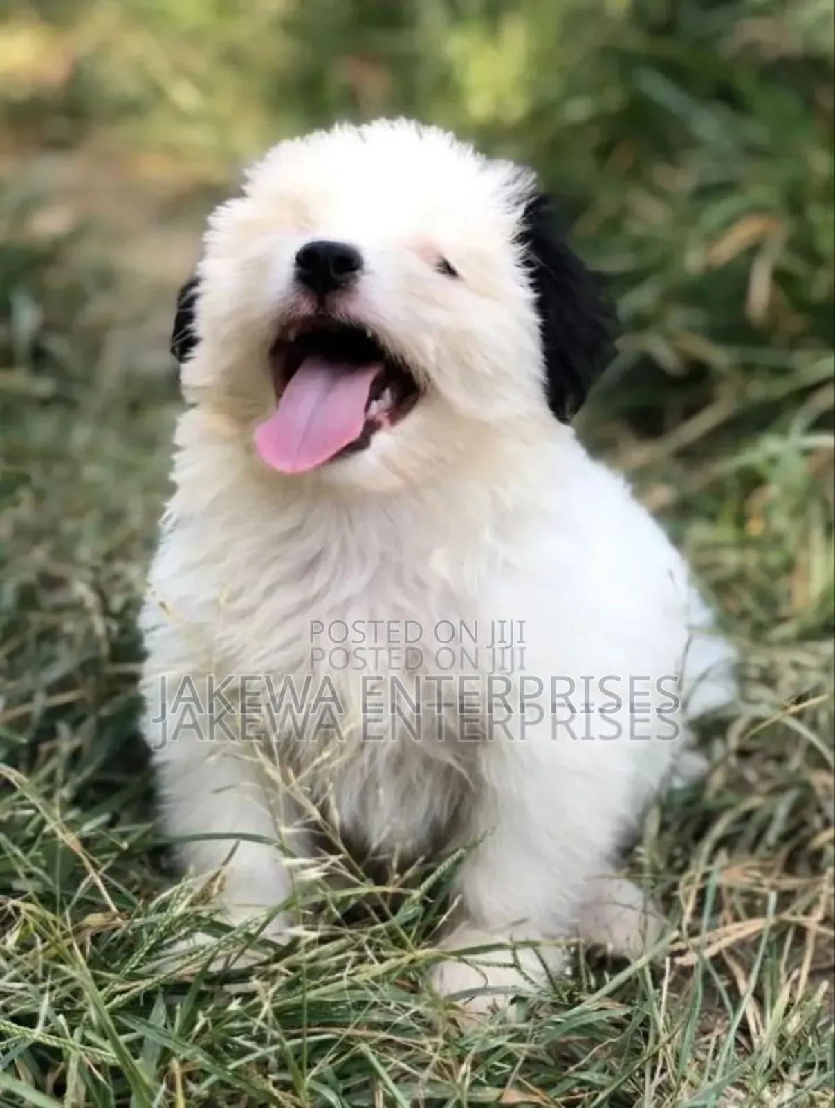 1-3 months Male Purebred Havanese