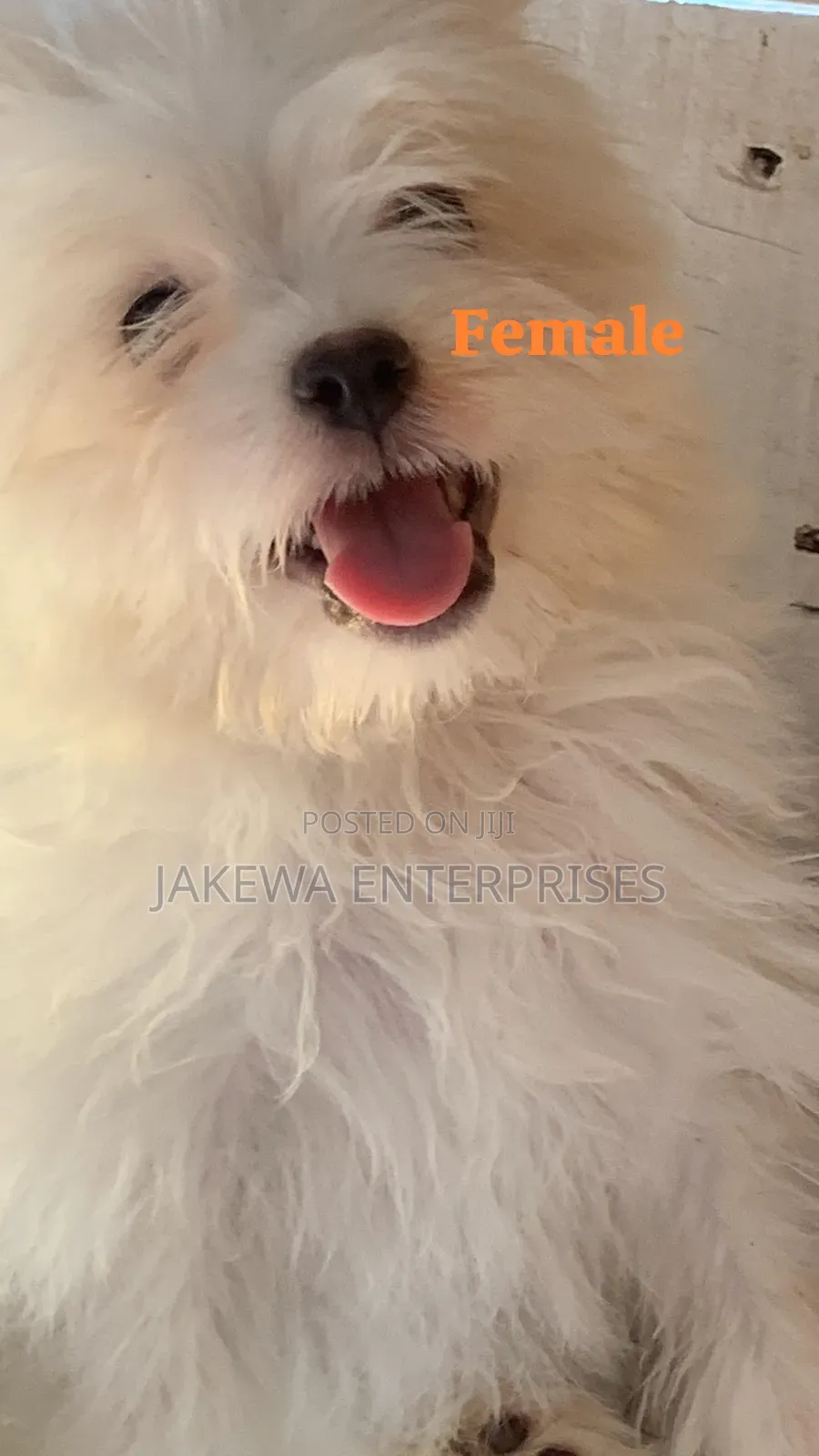 1-3 months Female Purebred Havanese