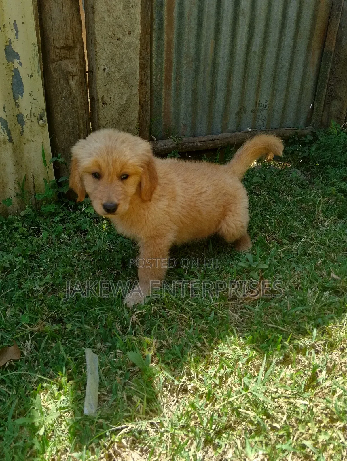 1-3 months Female Purebred Golden Retriever