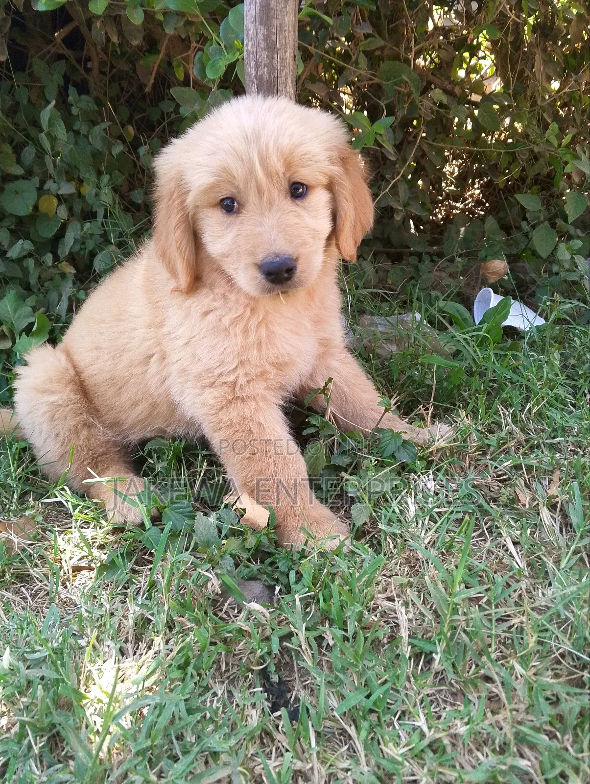 1-3 months Male Purebred Golden Retriever