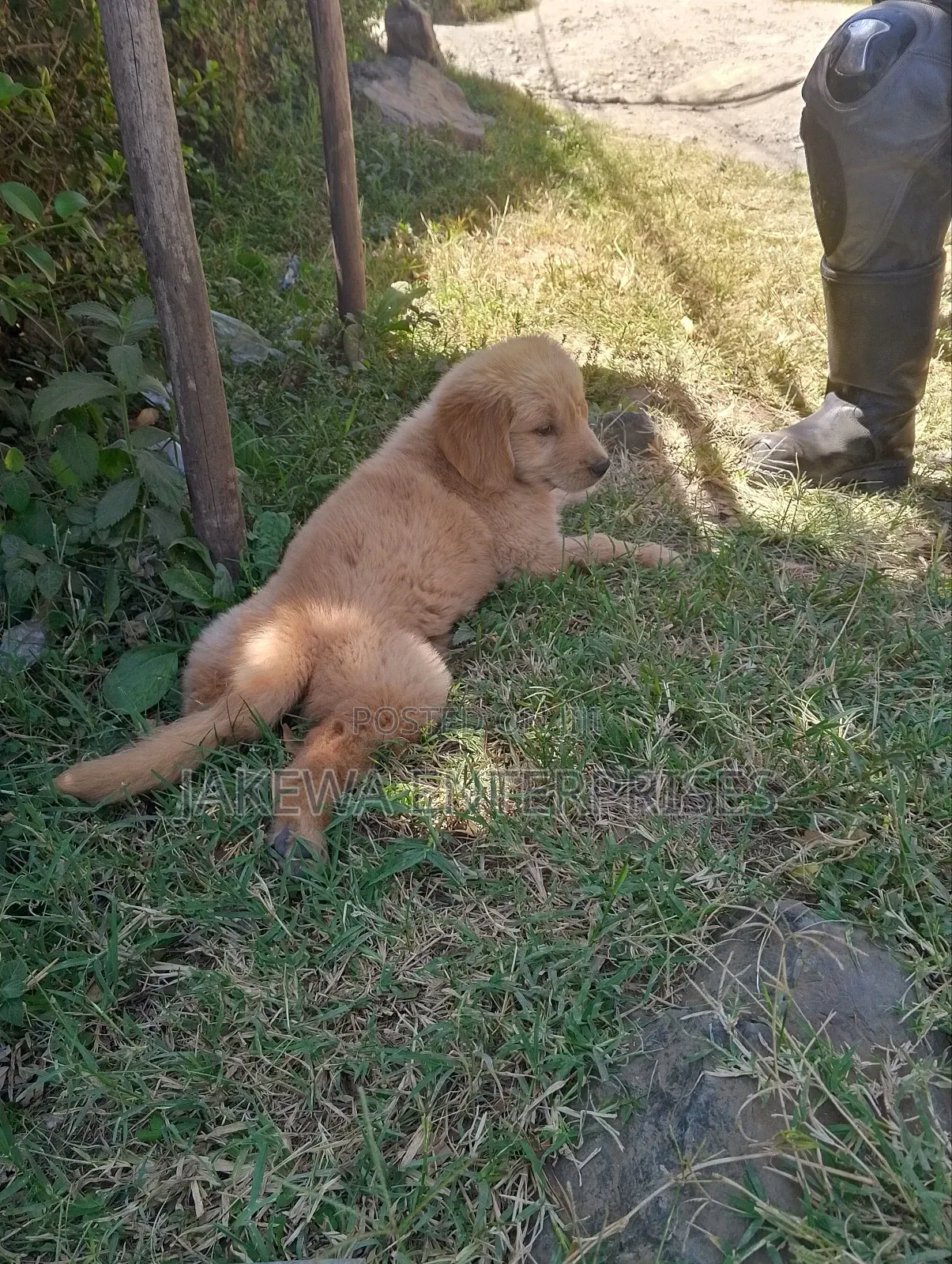 1-3 months Male Purebred Golden Retriever